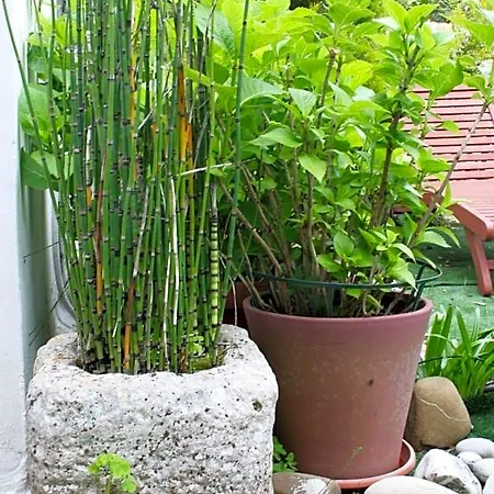 Mini Cascata Noci