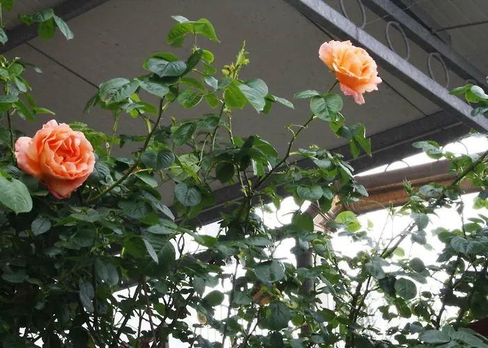 Mini Cascata נוצ'י